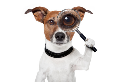Ein Hund der die Sachkundepruefung bestanden hat