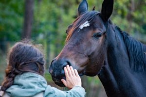 Pferdeseminar zu Akupunktur
